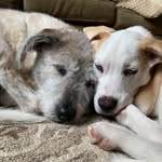 Ginger And Briggs - @going_mutts_ - Instagram