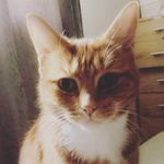 Bruce - @bruce_the_ginger_tom - Instagram