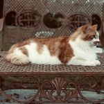 Bruce Ginger - @bruce_ginger_the_cat - Instagram