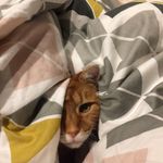 Bruce The Cat - @bruce_the_ginger_cat - Instagram