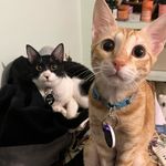 Bruce&Ginger - @bruce_n_ginger - Instagram