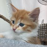 BrucieBaby - @bruce_ginger_cat_official - Instagram