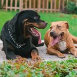 Ginger & Bruce 🐾 🇧🇭 - @gingerandbruce - Instagram