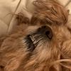 Ginger aka Bruce - @gingerakabruce - TikTok