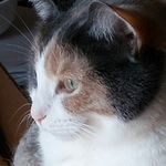 Ginger Scoles Bruce - @ginger.the.bruce - Instagram