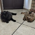 Ginger&Bruce - @ginger_and_bruce - Instagram