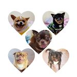 thechihuagraphy 🐶 - @bruce.ginger.bolt.barney.balto - Instagram