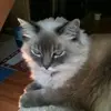 Gingerpebblesburke - @gingerpebblesburke - TikTok