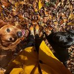 Butler & Ginger - @butler_and_ginger - Instagram