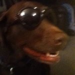 Ginger Agnis Butler - @ginger_da_dog - Instagram