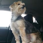 Ginger Butler - @gingerbutler1979 - Instagram