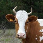 ginger butler - @butler0171pd - Instagram