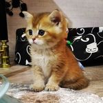 🐾 Casper 🐾 - @casper_ginger_cat - Instagram