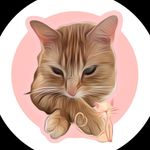 🤍 GINGER CAT 🤍 - @casper_theginger - Instagram