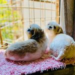 Casper & Ginger - @casperlovesginger - Instagram