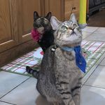 Casper & Ginger - @caspernginger - Instagram