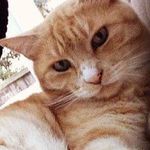Casper Buesnel - @casper_ginger_ - Instagram