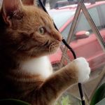 Casper🐱 - @casper_the_ginger - Instagram