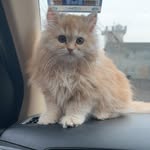 Casper Ginger & Pepper🐈🐱🐾 - @_casper_ginger_pepper_ - Instagram