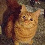 Casper - @thegingercatnamedcasper - Instagram