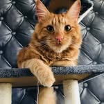 CasperTheCat - @caspergingercat - Instagram