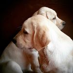 GINGER & CASPER - @paws_gingercasper - Instagram