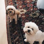 ginger & casper - @casper.ginger - Instagram