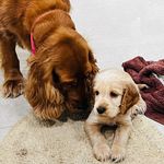 Ginger and Casper - @gingerncasper - Instagram