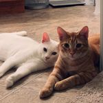 @ginger_casper_2020 - Instagram