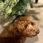 Ginger Scholes Casper - @gingersnapz76 - Instagram