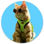 🇬  🇮  🇳  🇬  🇪  🇷 - @gingercat_oficial - Instagram