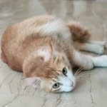 Geeta - @ginger_catos - Instagram
