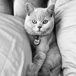 Ginger 🐱 - @catofgingerr - Instagram