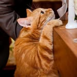 Ginger Cat - @ginger_cat_onelove - Instagram