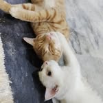 Ginger Cat Oreo - @gingercatoreo - Instagram