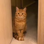 Ginger cat Orion - @gingercatorion - Instagram