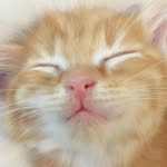 Ginger Cato Catz - @gingercatocatz - Instagram