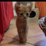 GINGER🐱🎀 - @gingercat_official - Instagram