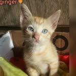 🍂GINGER🍂 - @gingercatoficial - Instagram