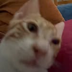 iluvmacat - @ginger.cat_o.o - Instagram