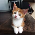 Olaf - @ginger_cat_olaf - Instagram