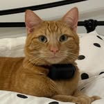 🧡Ollie 🧡 - @gingercat.ollie - Instagram
