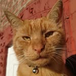 Ollie - @ginger.cat.ollie - Instagram