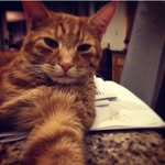 Olly - @gingercatolly - Instagram