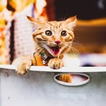Orange - @gingercatorange - Instagram