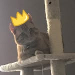 Oscar - @gingercatoscar1 - Instagram
