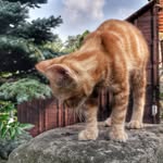 Oscar the Cat 🐈 🇨🇿 - @gingercatoscar - Instagram
