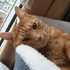 vibes4u - @gingercato - TikTok