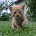 @charles.the.ginger.cat - Instagram