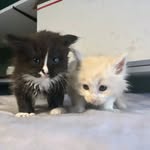 Charles & Ginger 🐈🐈‍⬛ - @charles_ginger_the_mainecoons - Instagram
